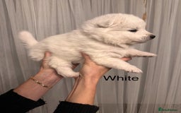 Samoyed dogs for sale: Samoyed Puppies — Ready to Reserve Now! - Image 22