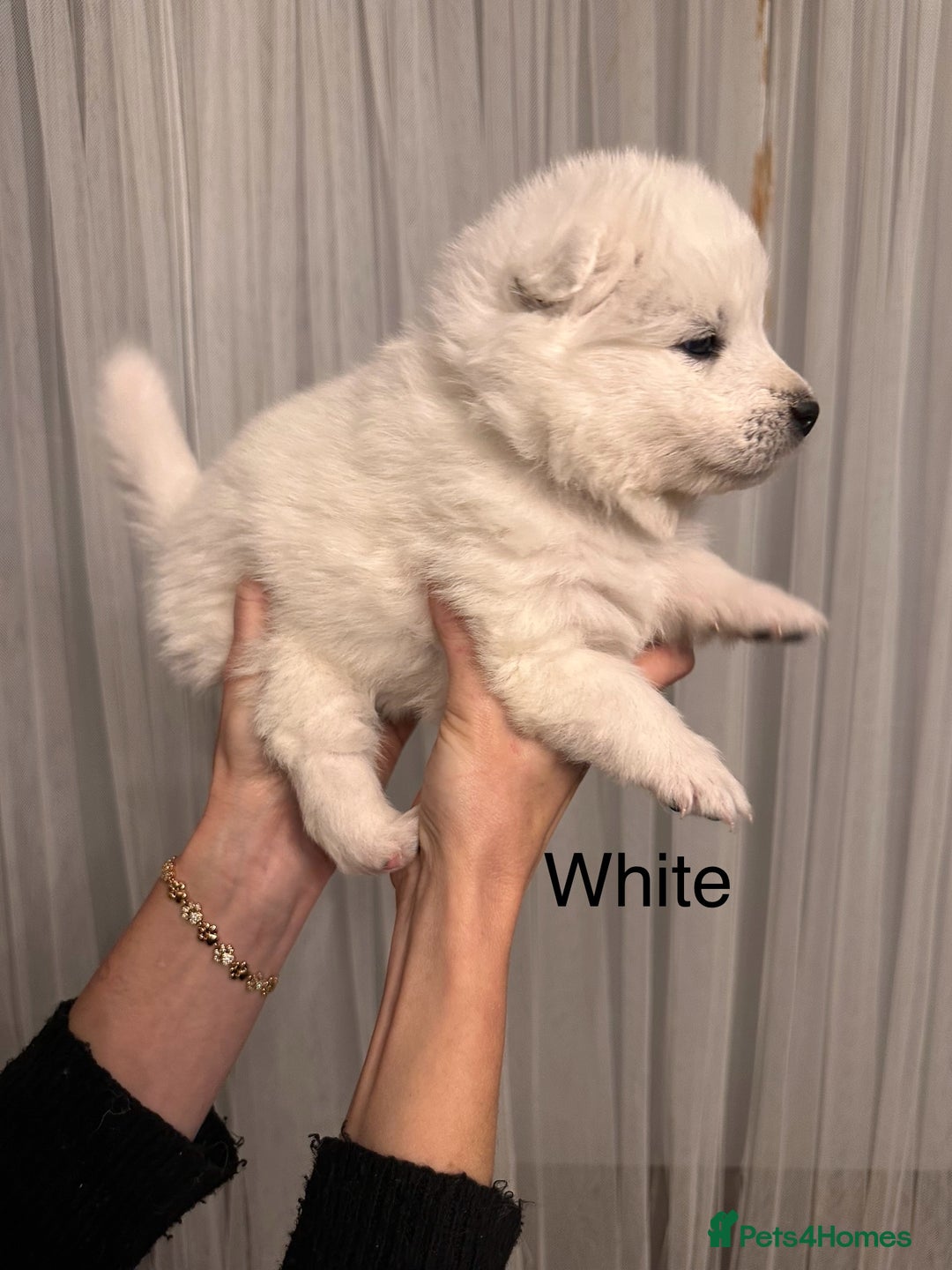 Samoyed dogs for sale: Samoyed Puppies — Ready to Reserve Now! - Image 22