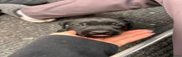 Patterdale Terrier dogs for sale: Patterdale Puppies - Advert 3
