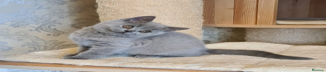 British Shorthair 