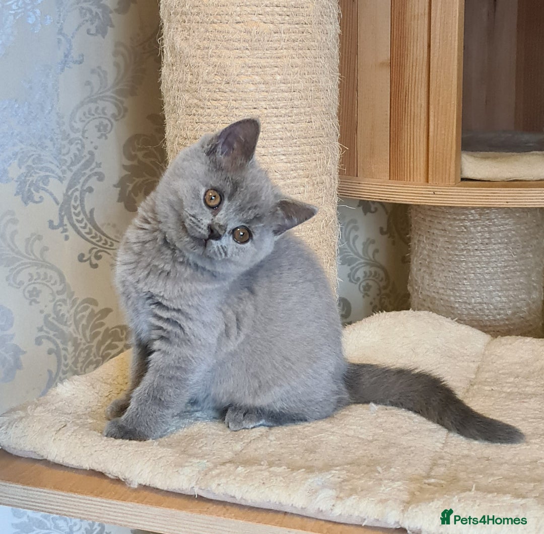British Shorthair cats for sale: GCCF Lilac Blue & Bicolor quality BSH kittens  - Image 6