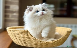 Ragdoll cats for sale: Blue lynx BIC girl  - Image 4