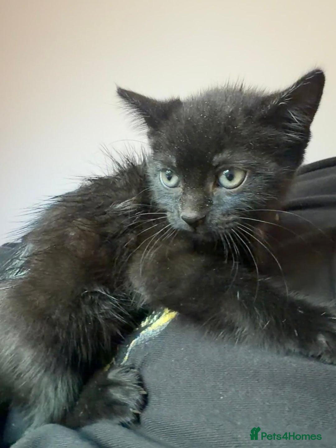 Mixed Breed cats for sale: Kittens looking for loving homes  - Advert 18