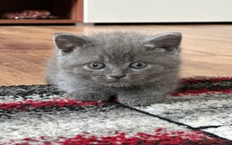 British Shorthair cats for sale: 🐾 Adorable British Shorthair Blue Kittens 🐾 - Image 20