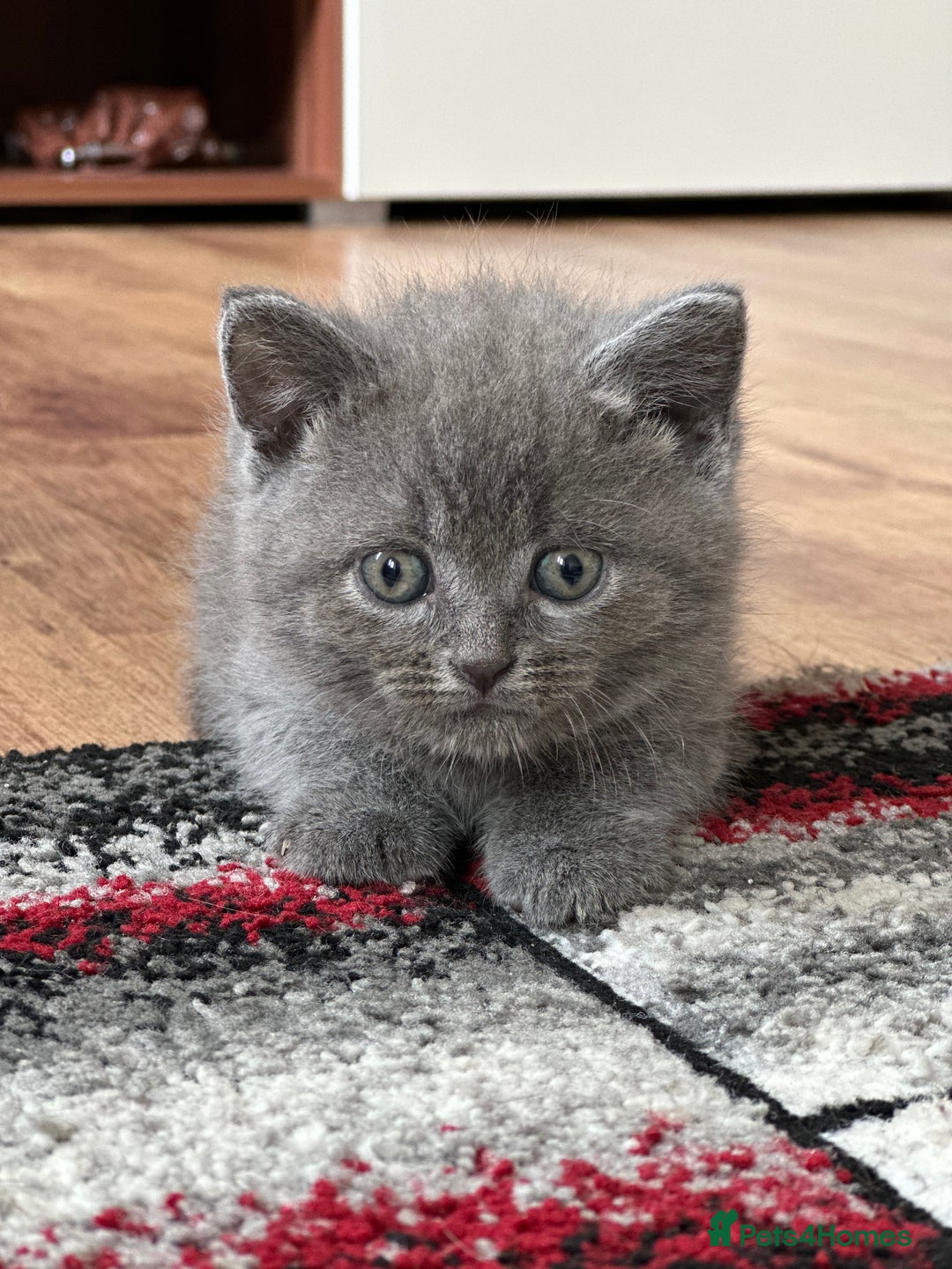 British Shorthair cats for sale: 🐾 Adorable British Shorthair Blue Kittens 🐾 - Image 20