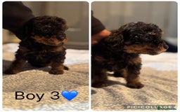 Cockapoo dogs for sale: Cockapoo Puppies - Image 4