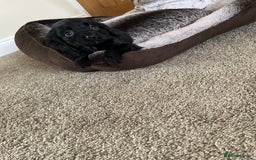 Cocker Spaniel dogs for sale: Cocker spaniel puppies  - Image 17