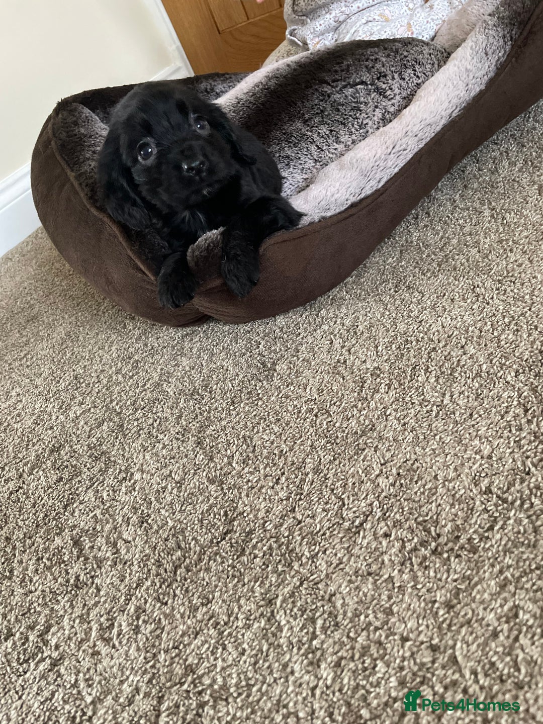 Cocker Spaniel dogs for sale: Cocker spaniel puppies  - Image 17