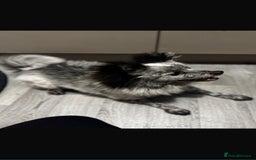 Pomeranian dogs for sale: Fox Face Merle Pomeranian Puppy - Advert 4