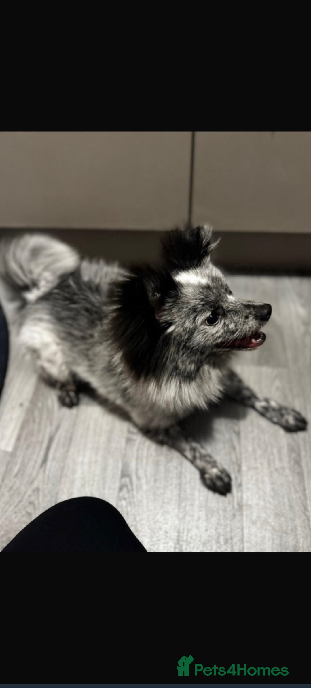 Pomeranian dogs for sale: Fox Face Merle Pomeranian Puppy - Advert 4