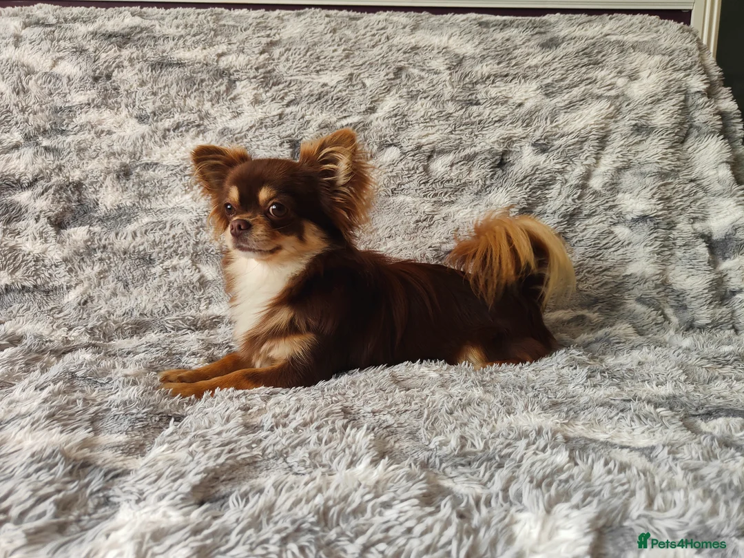 Chihuahua dogs for stud: STUD: Long Coat Chocolate Boy in Aldershot - Advert 11