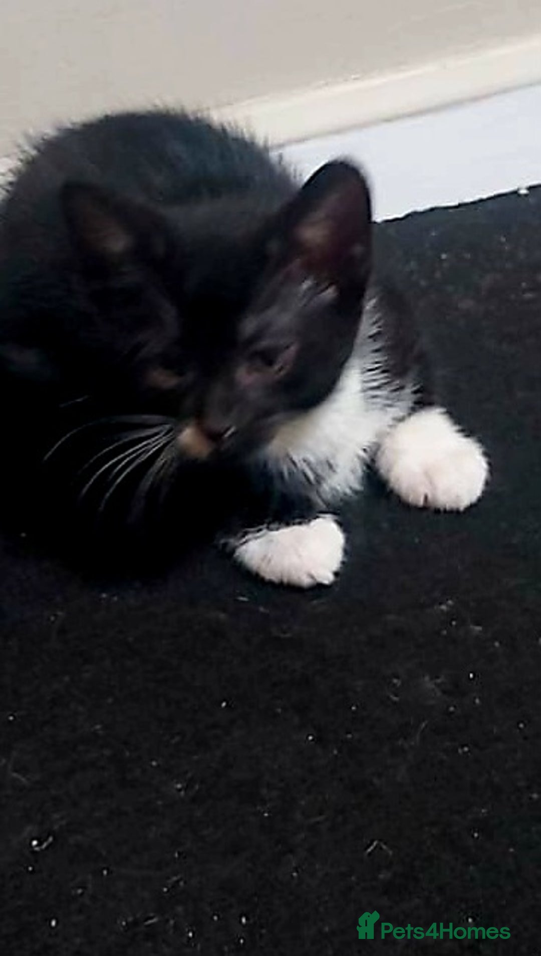 Mixed Breed cats for sale: For Sale  - Advert 2