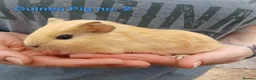 Guinea Pig rodents for sale: Cute 6 week old male guinea pigs - ginnywiggles - Advert 3