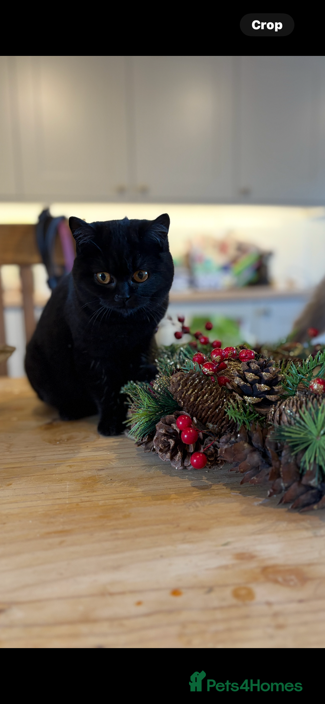 British Shorthair cats for sale: Beautiful British shorthair girl  - Advert 3