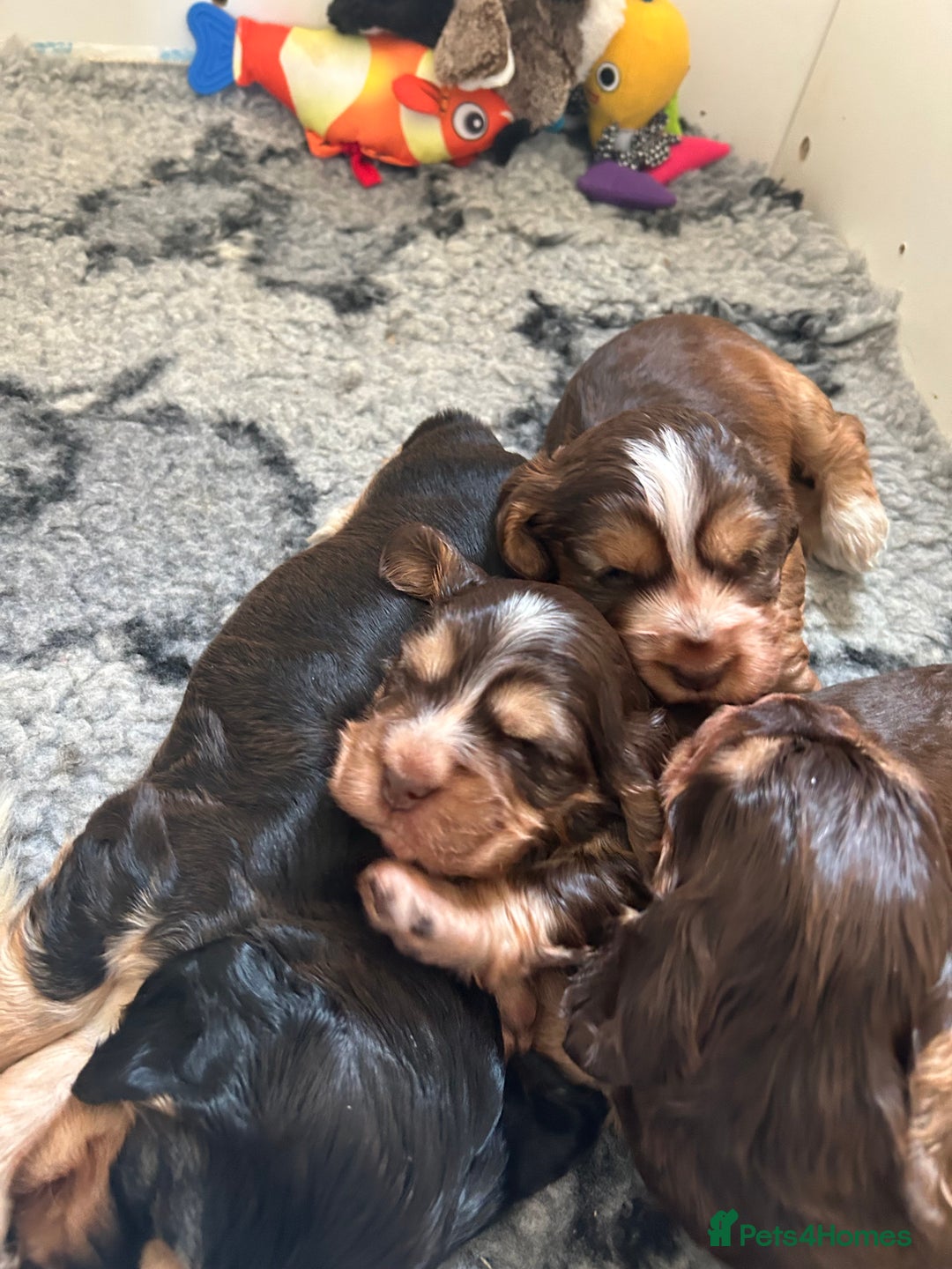 Cocker Spaniel dogs for sale: ⭐ Show Cocker Spaniels ⭐  - Advert 7