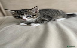 European cats for sale: Kitten girl  - Image 1