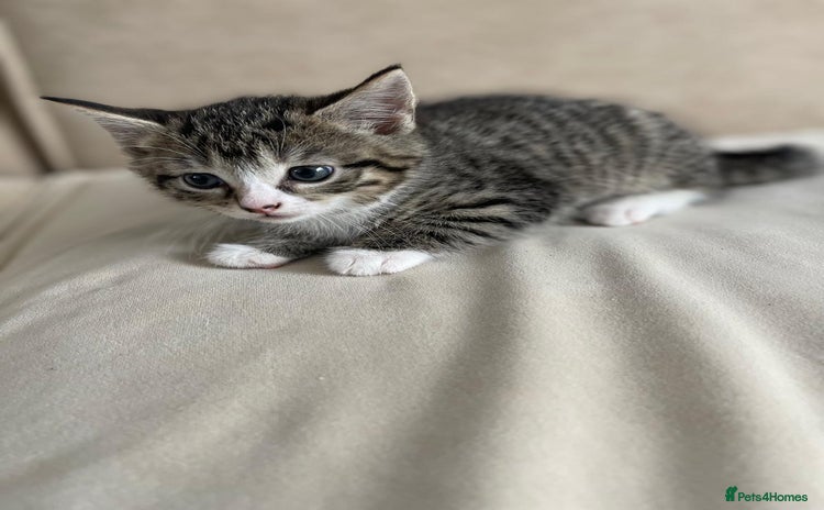 European cats - Advert 2