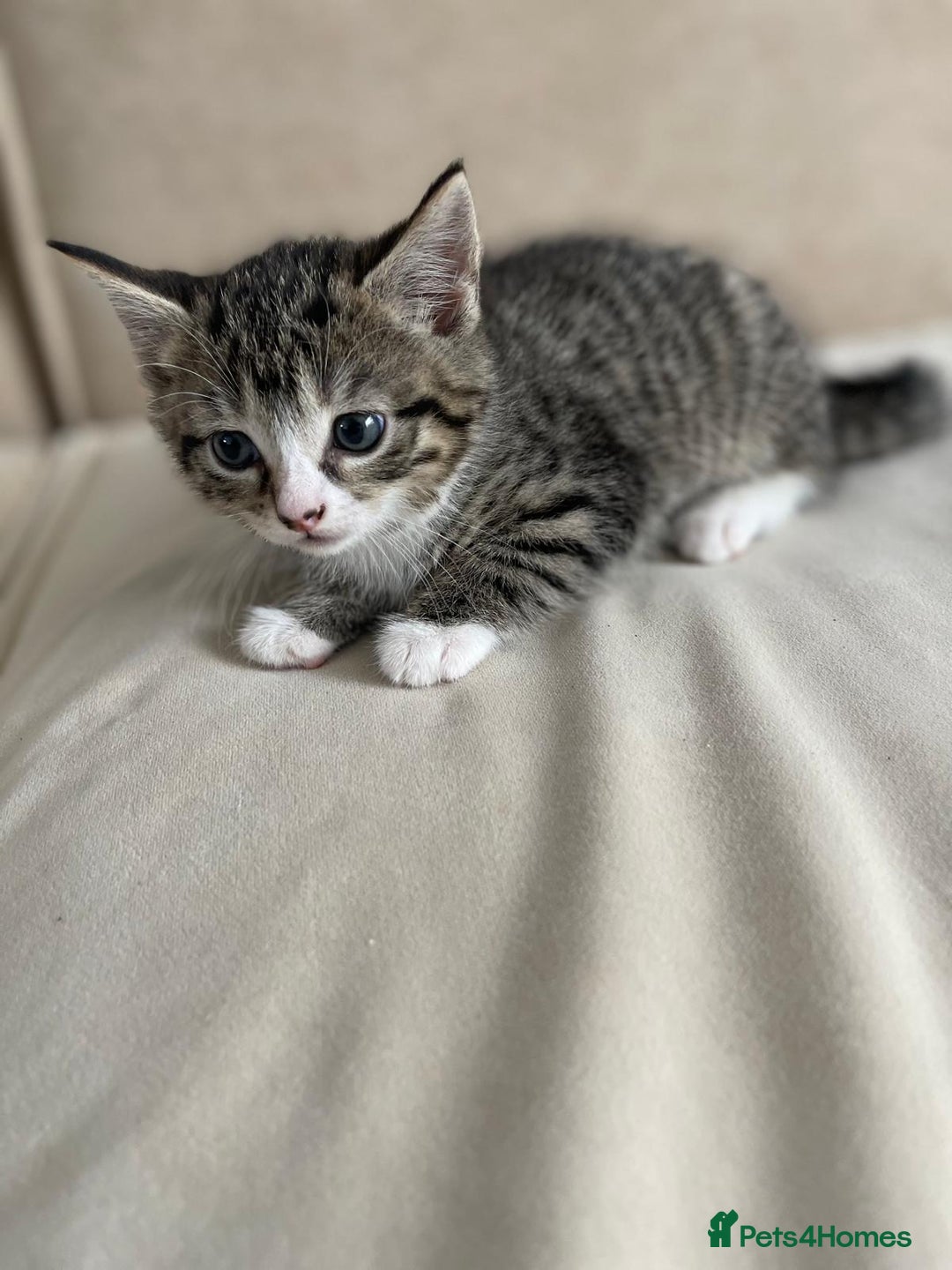European cats for sale: Kitten girl  - Image 1