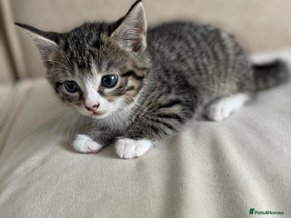 European cats - Advert 16