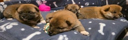Japanese Shiba Inu dogs for sale: Healthy Kc reg Shiba babies - Advert 3