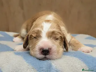 Sprocker dogs Gorgeous sprockers - Advert 6