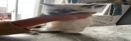 Ragdoll cats for sale: Ragdoll kittens  in Nelson - Advert 4
