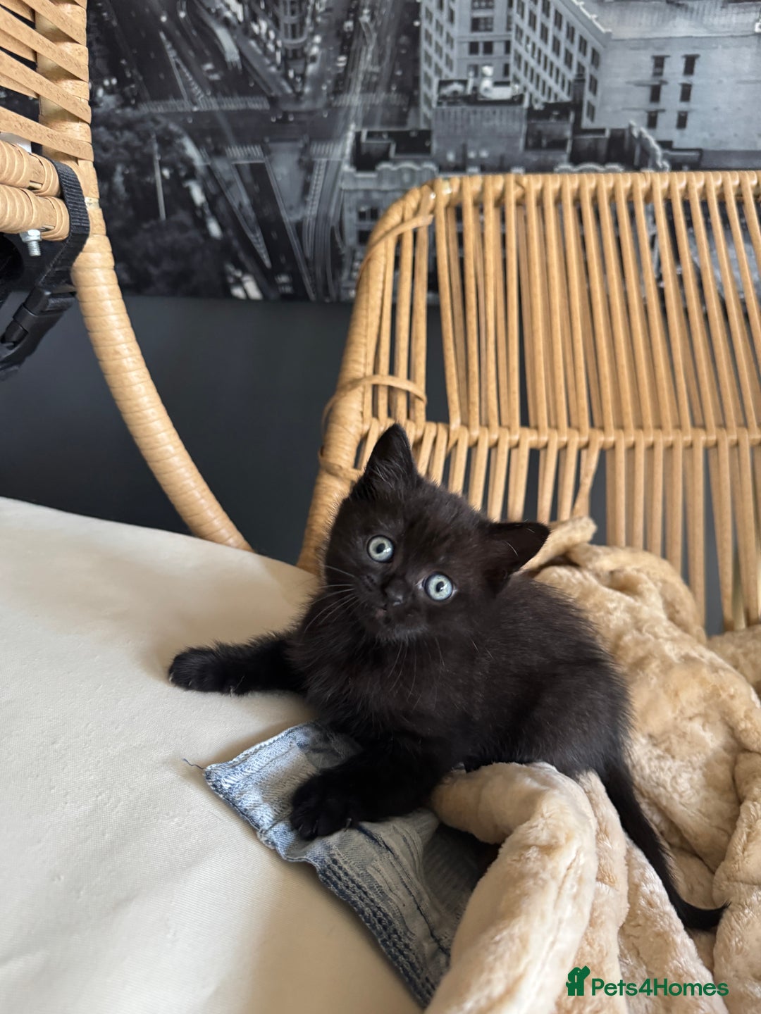 British Shorthair cats for sale: 2 Outstanding BSHLitter Chinchilla &Classic Lines) - Advert 17