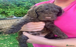 Cockapoo dogs for sale: Six beautiful chocolate F1b cockerpoo babies! - Image 7