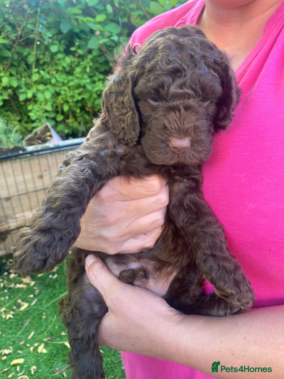 Cockapoo dogs for sale: Six beautiful chocolate F1b cockerpoo babies! - Image 7