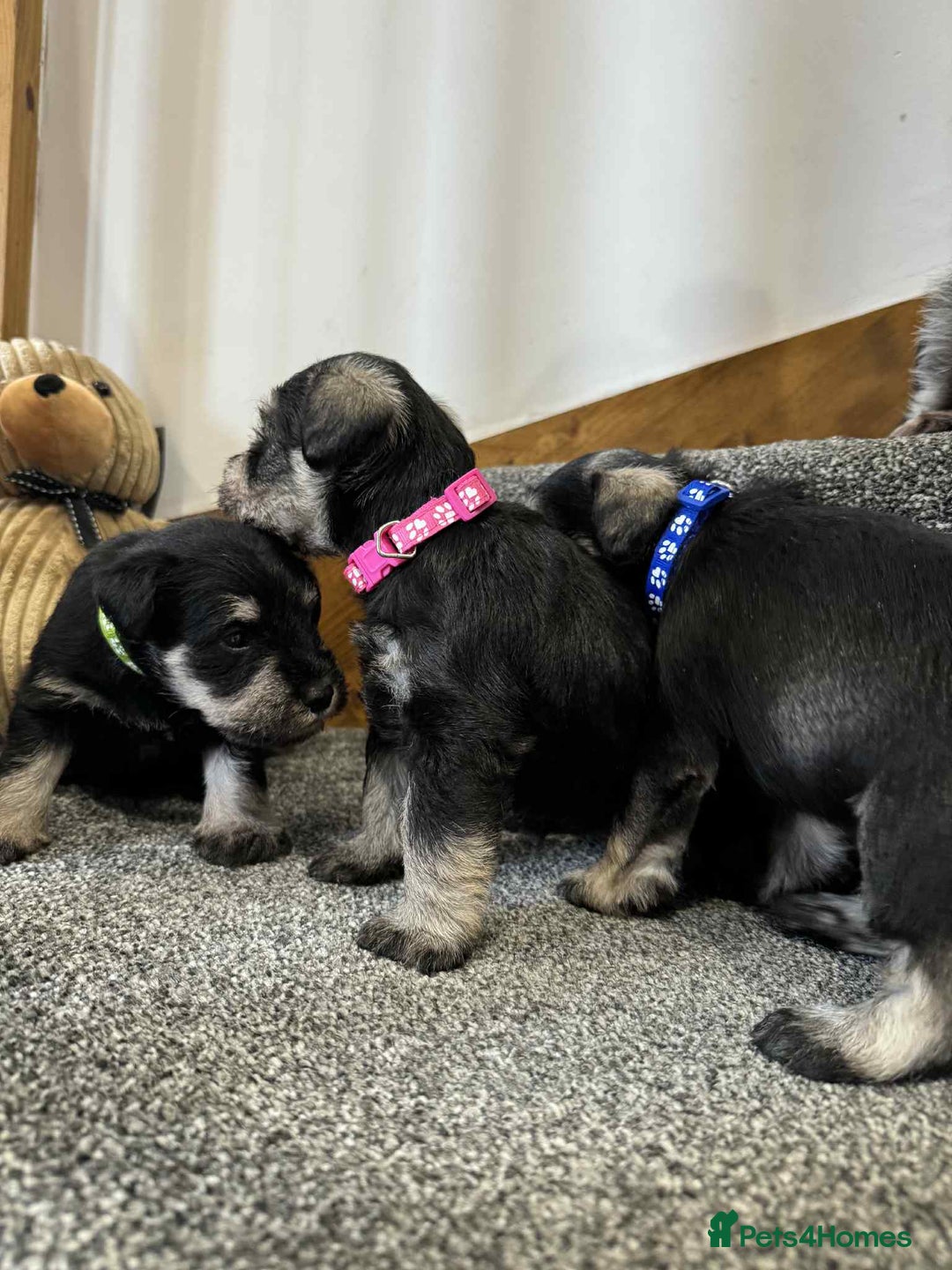 Miniature Schnauzer dogs for sale: Miniature Schnauzer Puppies KC/BVA/MAC Tested - Image 5