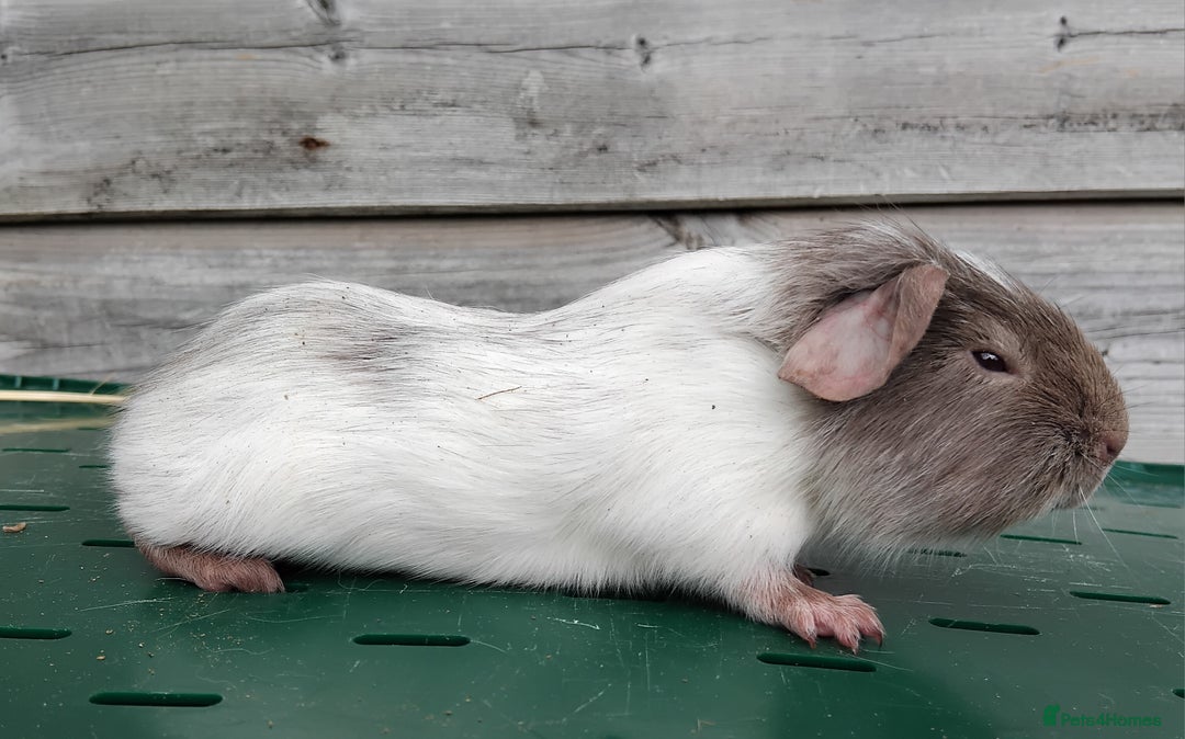 Guinea Pig rodents for sale: Swiss, Dalmation, Self, Baby Boars. - Image 7