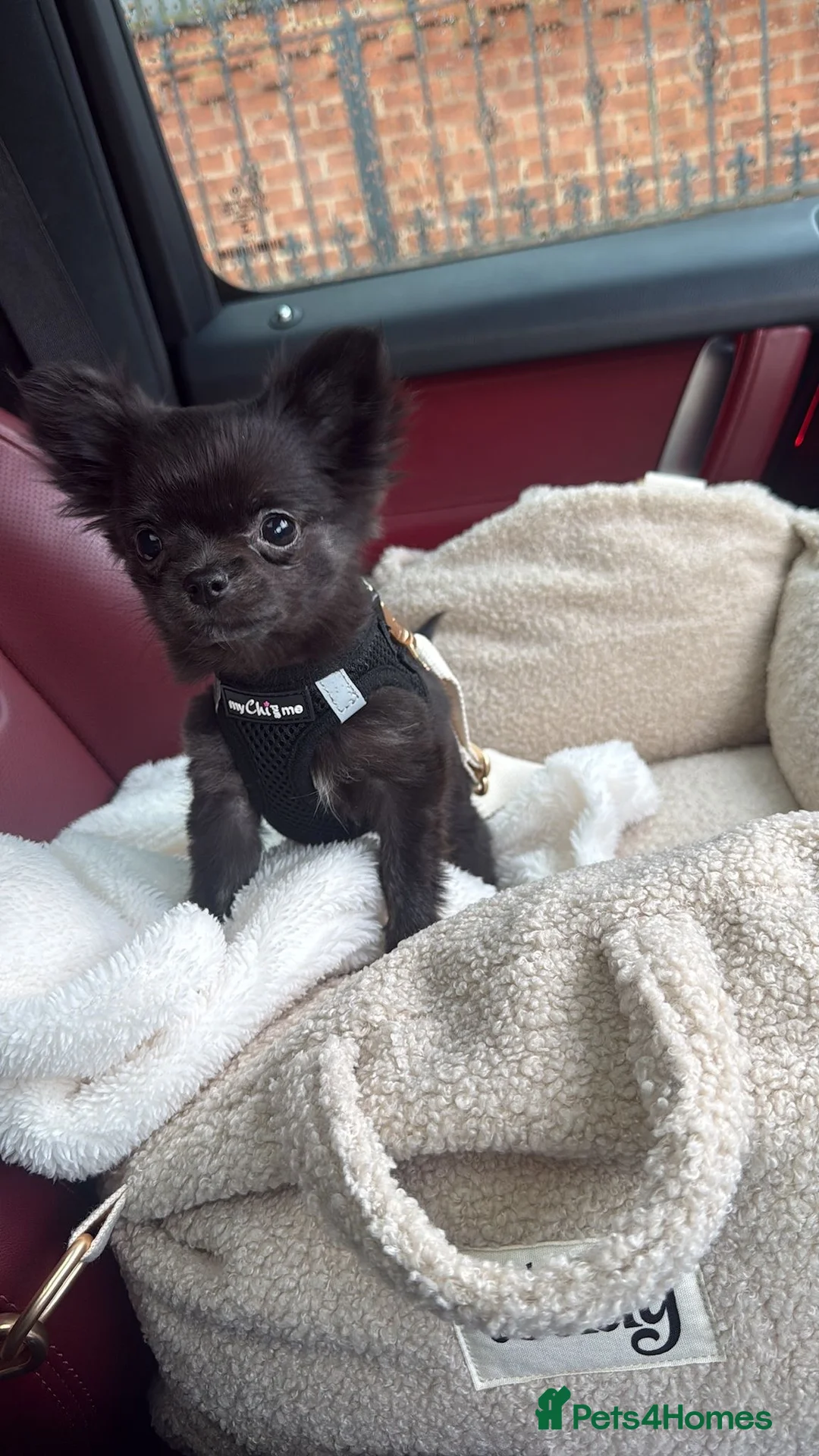 Chihuahua dogs for stud: 1.8kg TikTok star STUD DUTIES ⭐️ - Advert 11