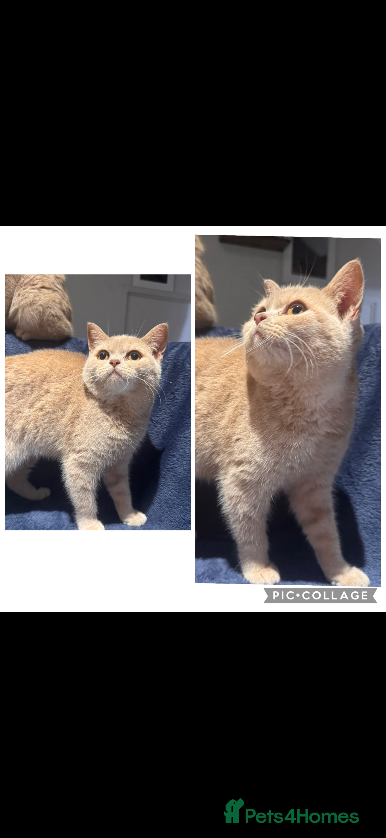 British Shorthair cats Cream British shorthair female  - Advert 1