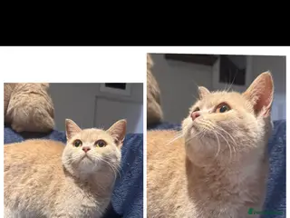 British Shorthair cats Cream British shorthair female - Advert 5