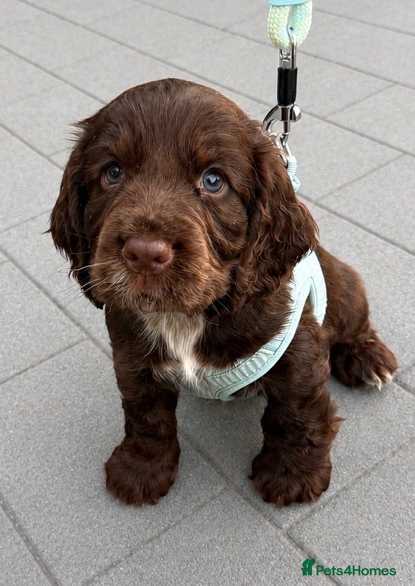 Cocker Spaniel dogs Stunning Show-Type Cocker Spaniel Puppies - Advert 10