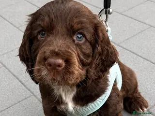 Cocker Spaniel dogs Stunning Show-Type Cocker Spaniel Puppies - Advert 10