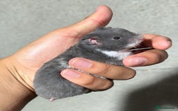 Hamster rodents for sale: STUNNING, TAME, PEDIGREE BABY SYRIAN HAMSTER - Image 4
