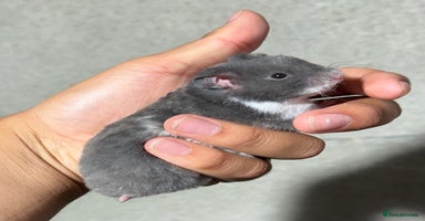 Hamster rodents - Advert 14