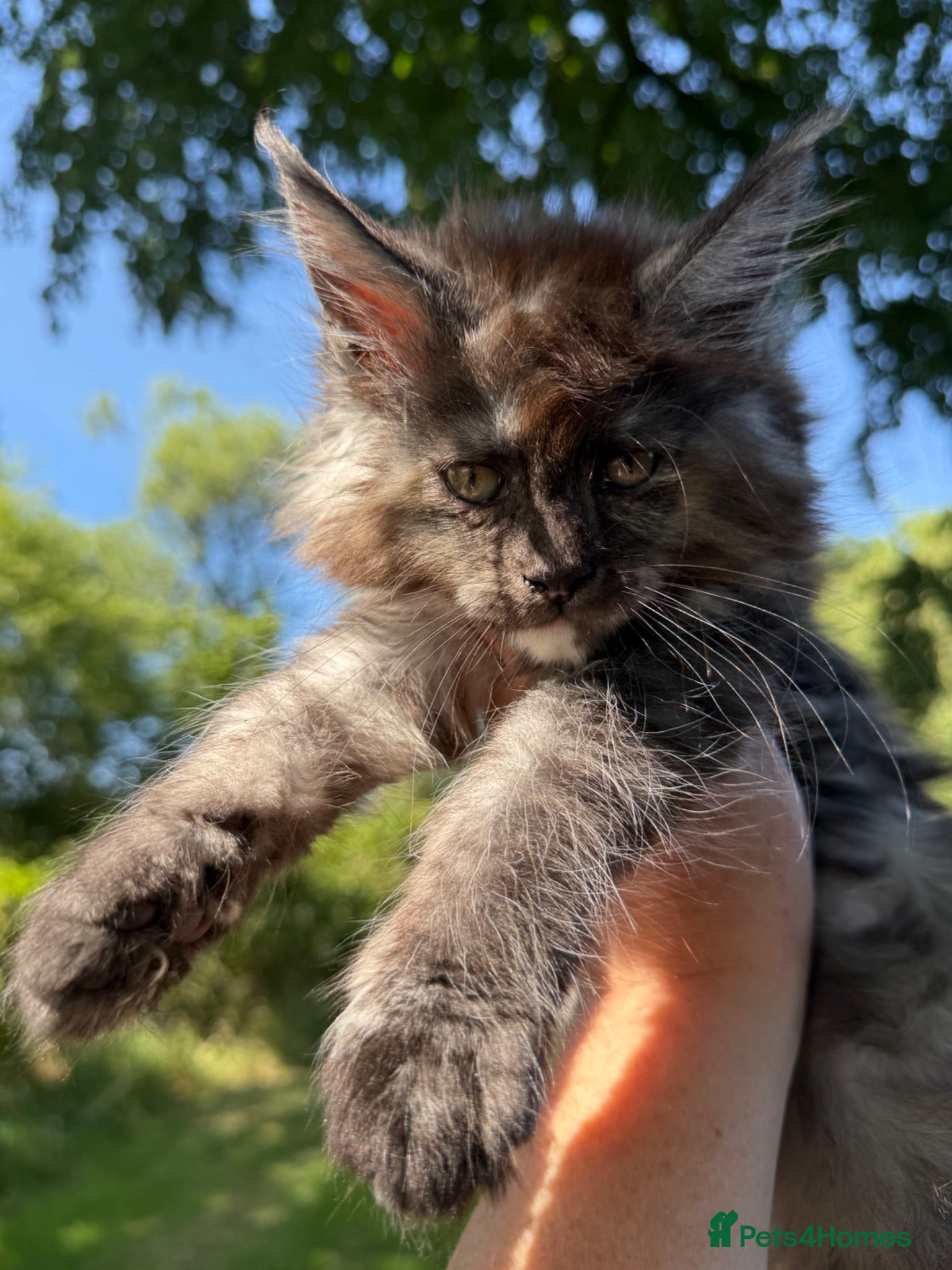 Maine Coon cats ANDERPRIDE has new Cub arrivals  - Advert 1