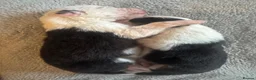 Border Collie dogs for sale: 6 amazing Border Collie puppies for sale in Darlington - Advert 8