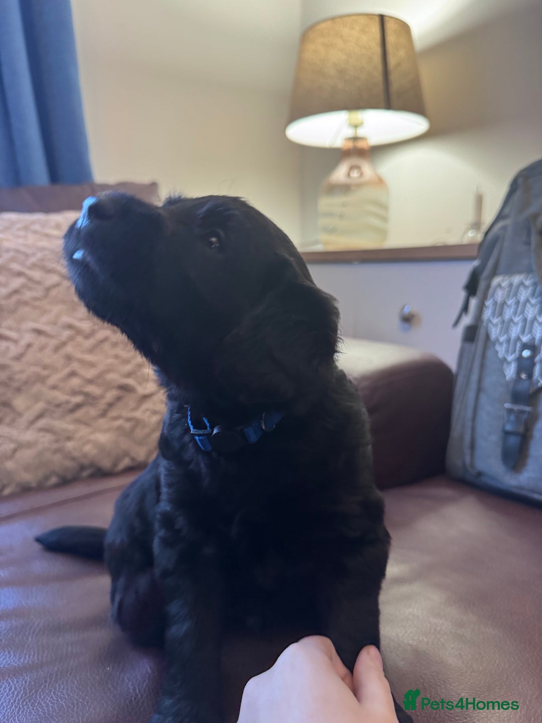 Labradoodle dogs for sale: 7 beautiful labradoodle puppies wanting a home - Advert 9