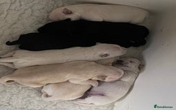 Miniature Schnauzer dogs for sale: Stunning KC Reg Miniature Schnauzers  - Image 2