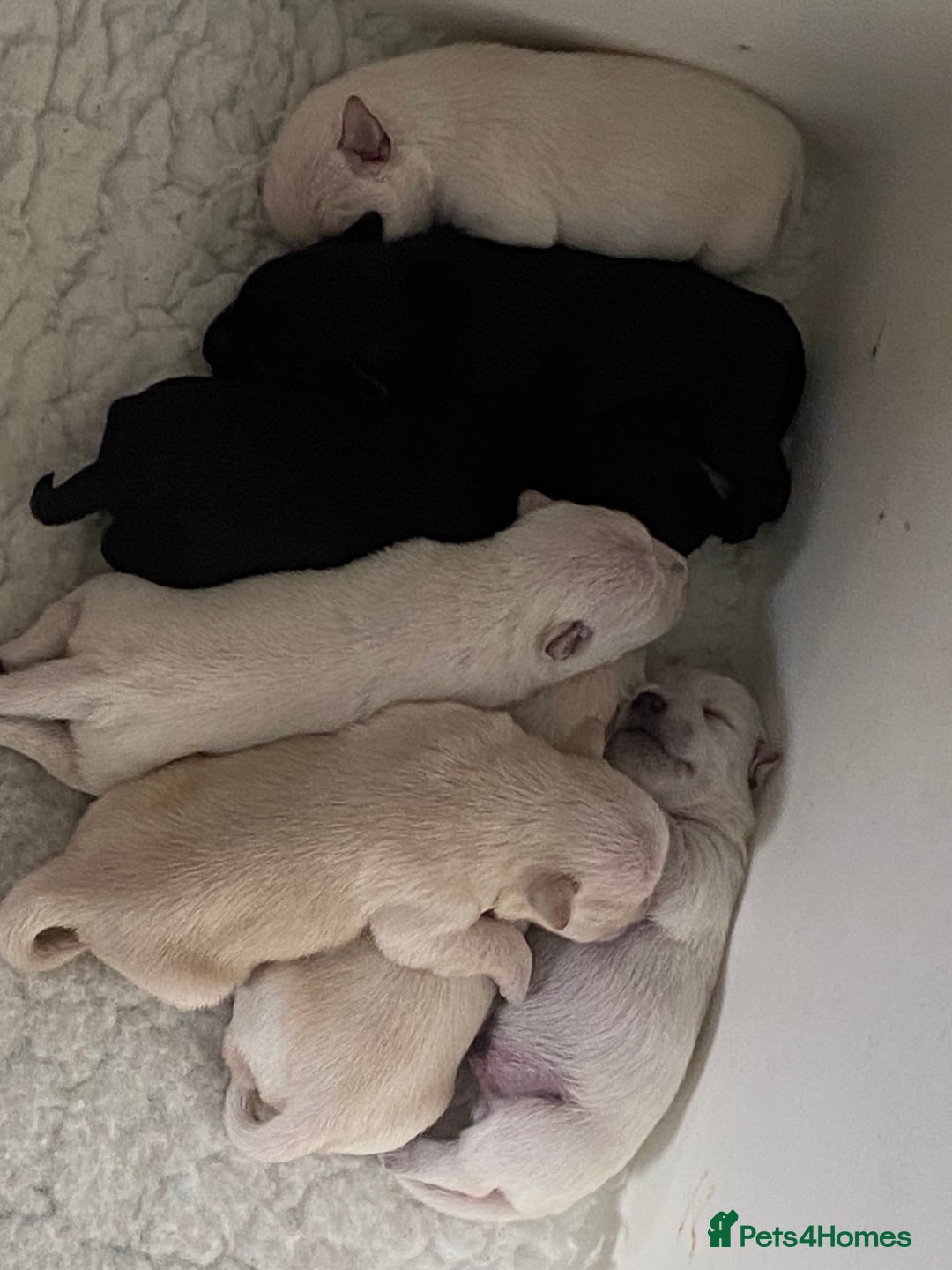 Miniature Schnauzer dogs for sale: Stunning KC Reg Miniature Schnauzers  - Image 2