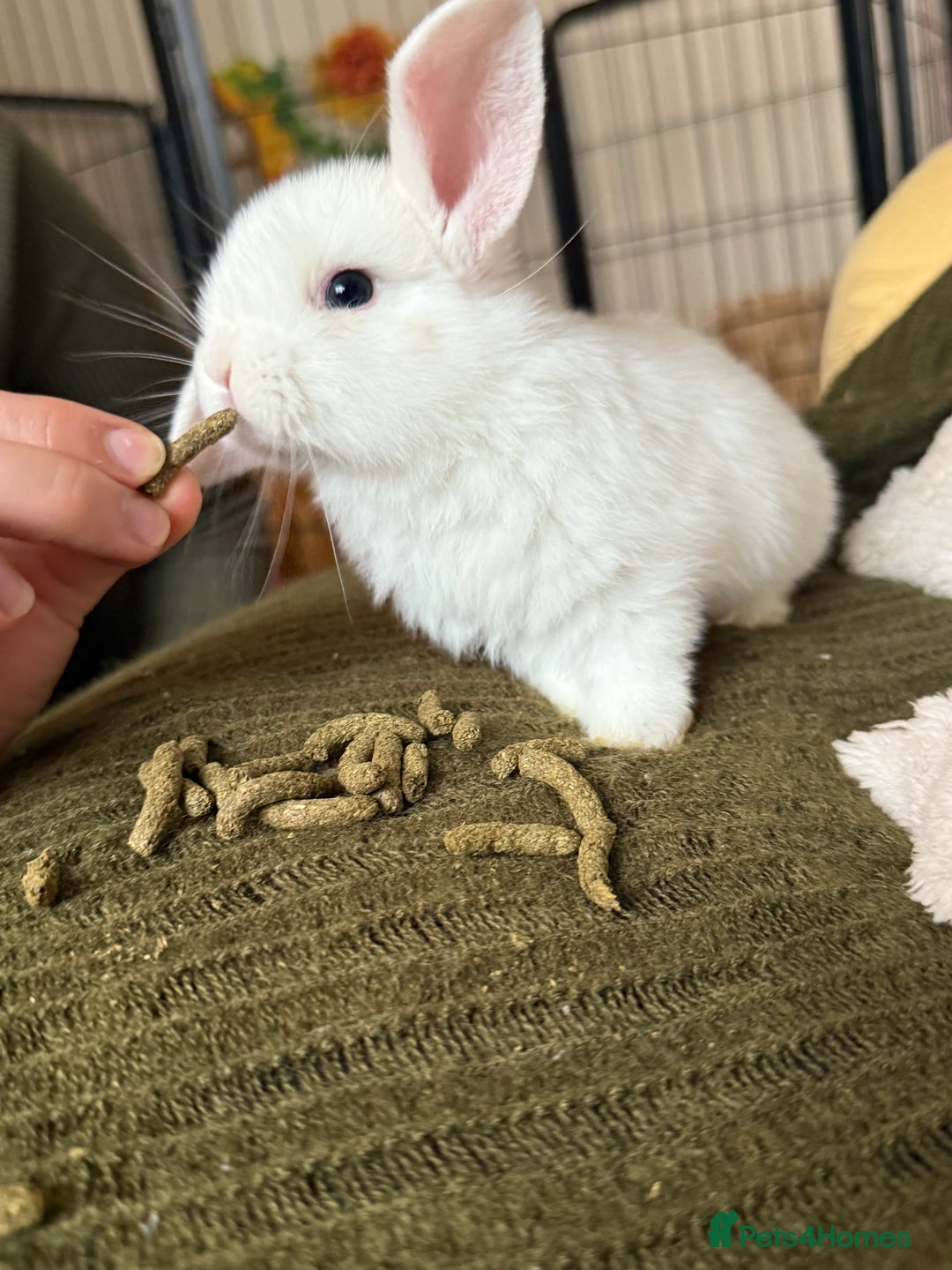 Mini Lop rabbits for sale: Pure white mini Loop female ready to leave!!  - Image 7