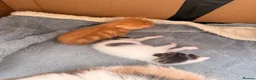 Maine Coon cats for sale: Maine coone cross kittens  - Advert 3