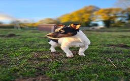 Jack Russell dogs for stud: Jack Russel for Stud  - Image 2