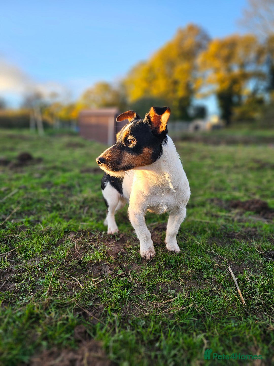 Jack Russell dogs for stud: Jack Russel for Stud  - Image 2