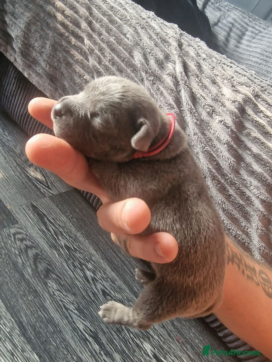 Staffordshire Bull Terrier dogs for sale: Blue Staffordshire Bull Terrier  - Advert 16