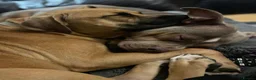 Mixed Breed dogs for sale: Gorgeous Staffordshire pups for sale in Broadstairs - Advert 10