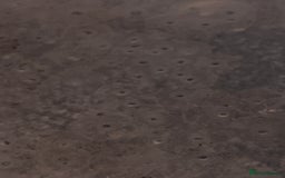 Axolotl reptiles for sale:  Axolotl eggs  - Advert 3